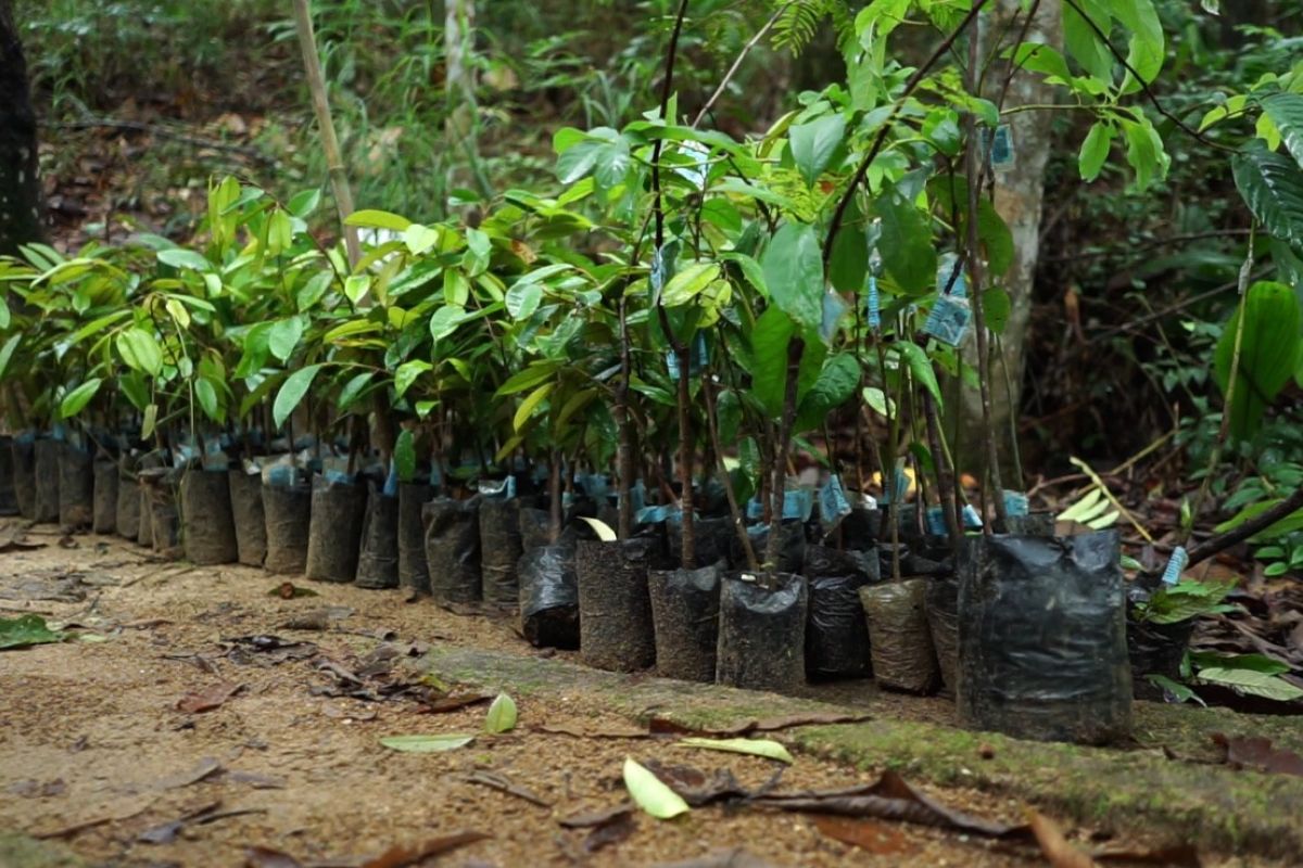 PLN tanam seribu pohon pada Perkemahan Wirakarya 2022