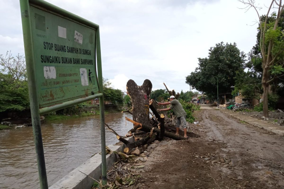 Pemkot Mataram menebang pohon di pinggir kali cegah kerusakan talud