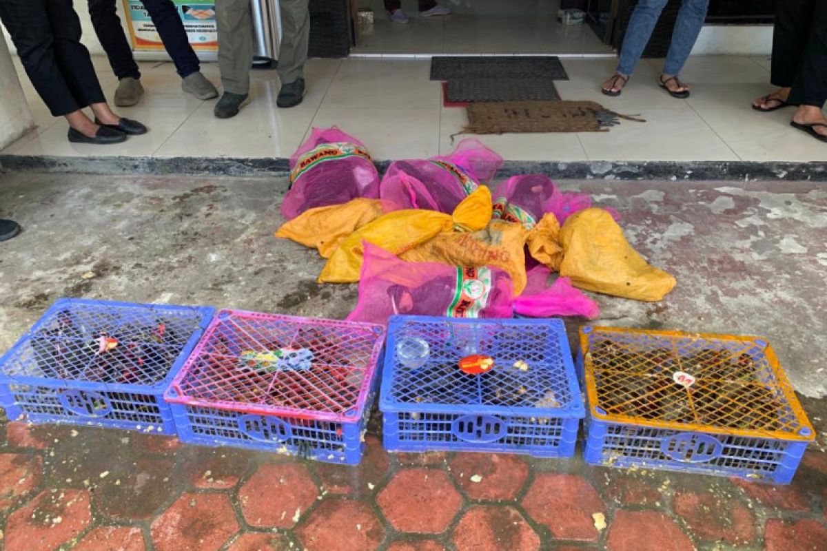 BKSDA Maluku amankan 41 satwa liar dilindungi, tangkap pelakunya
