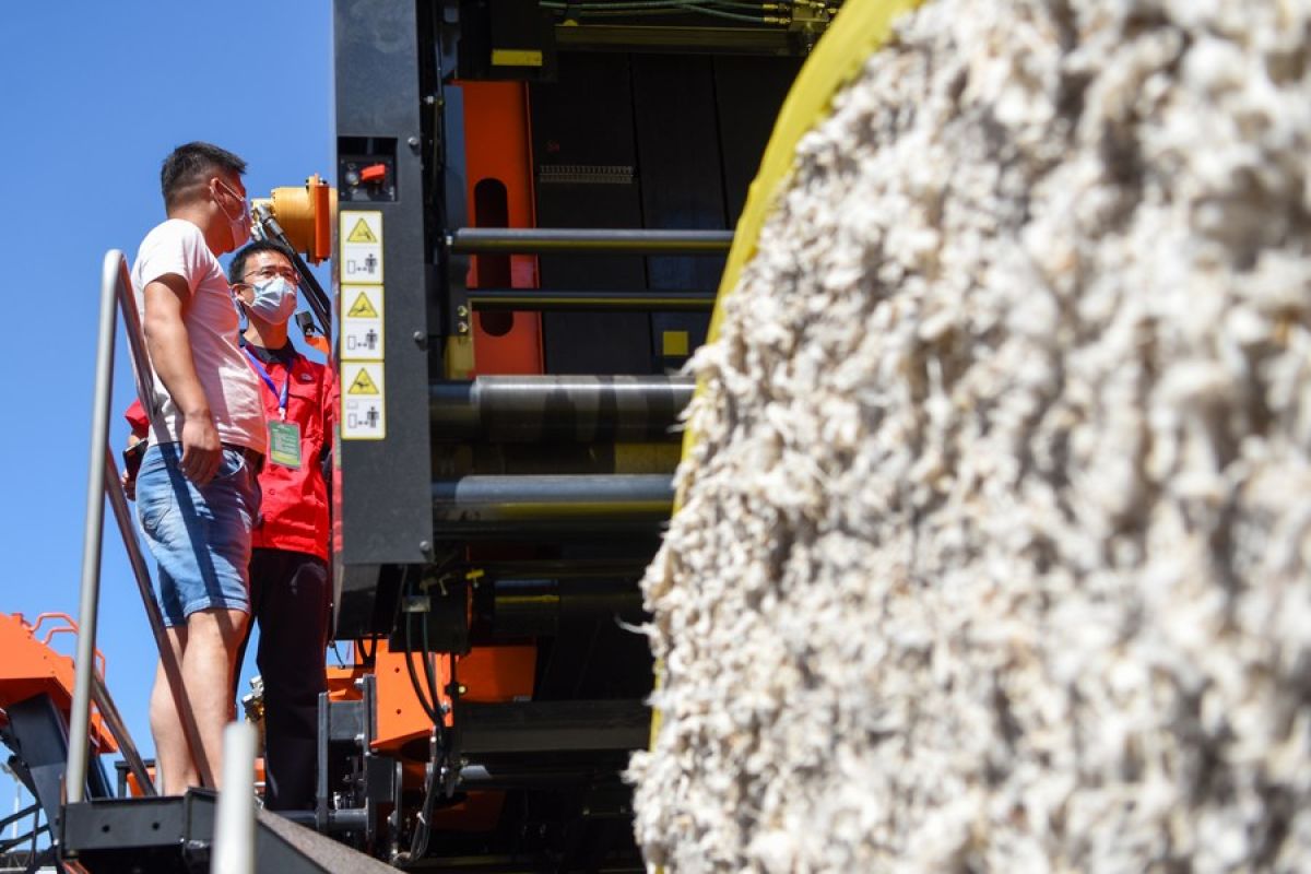 80 persen panen kapas di Xinjiang dimodernisasi dengan mesin pemanen