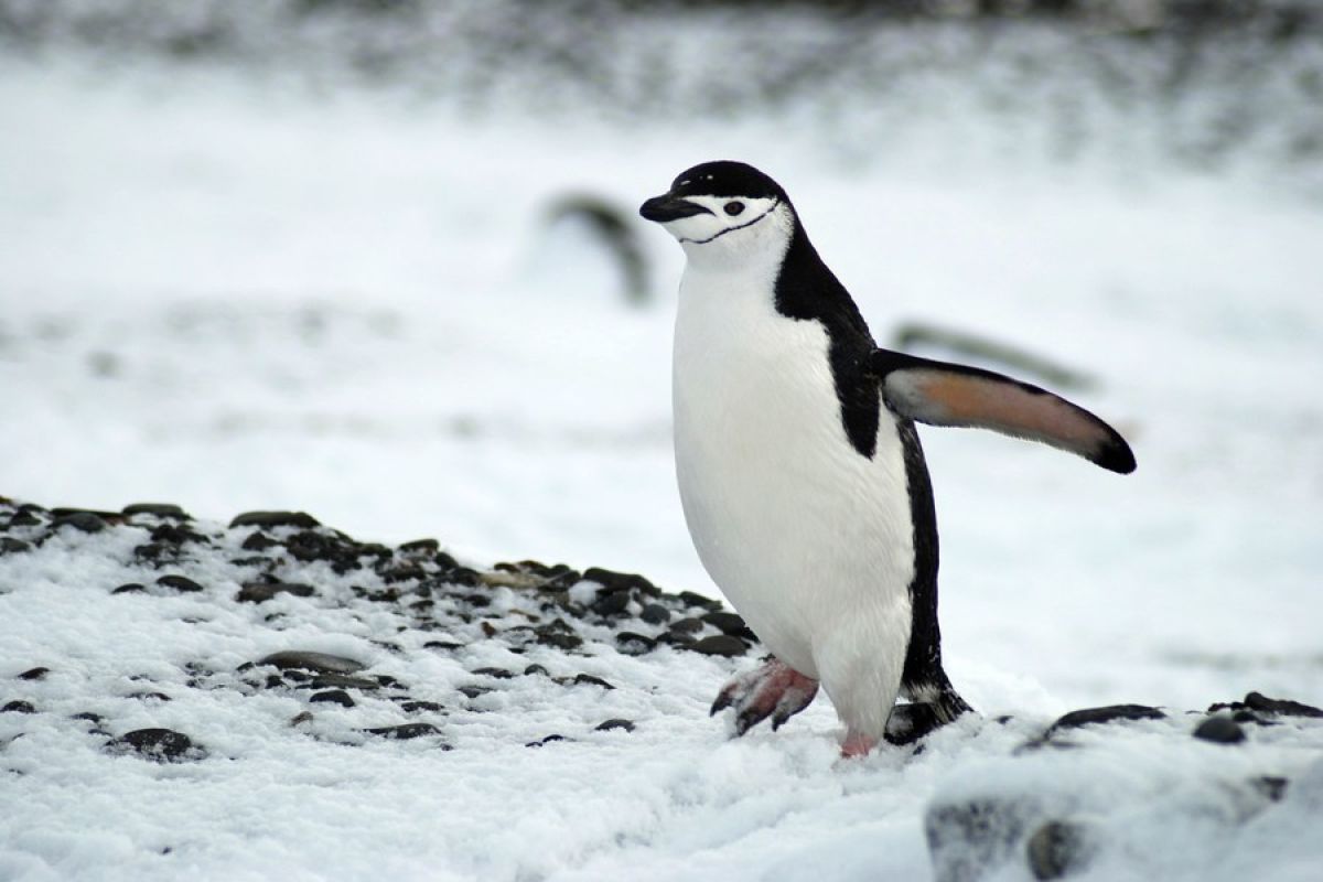 Studi jelaskan alasan penguin jambul tegak korbankan telur pertama