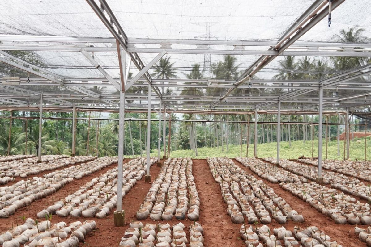 Kementan bangun nurseri modern kelapa genjot produksi