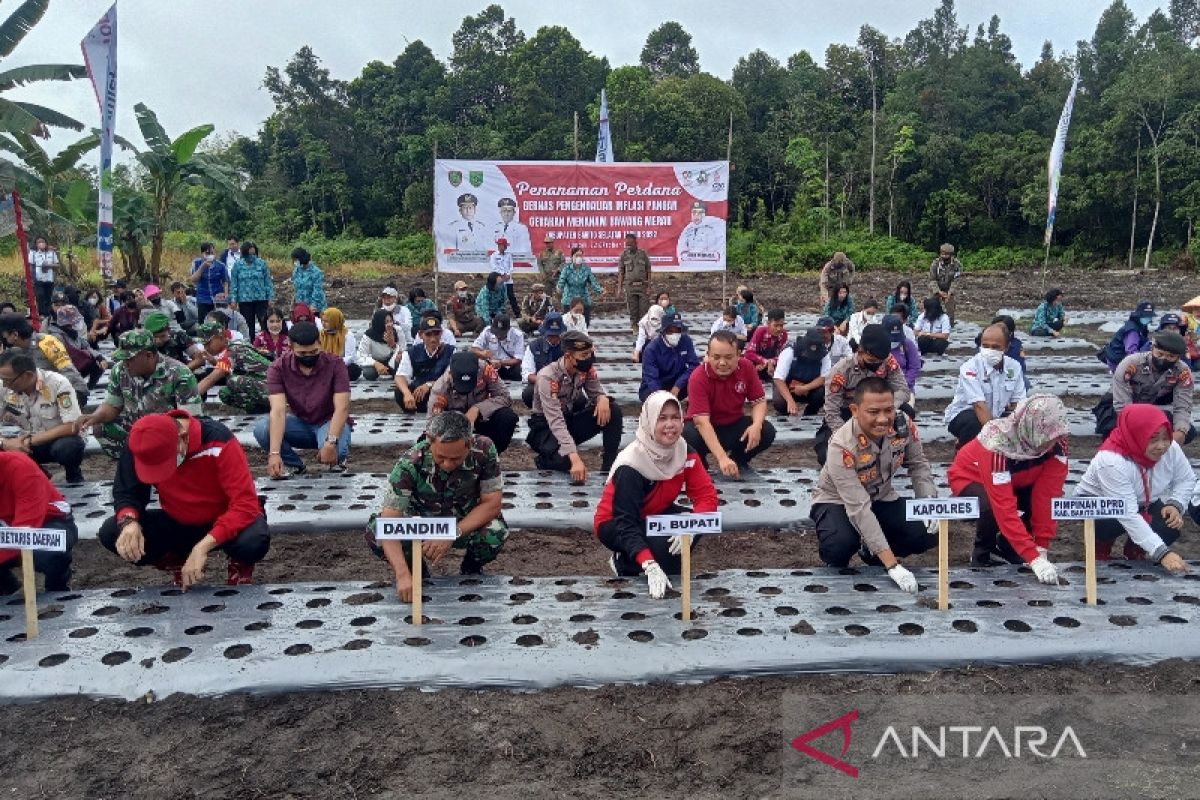 Pemkab Barsel laksanakan gerakan penanaman bawang merah kendalikan inflasi