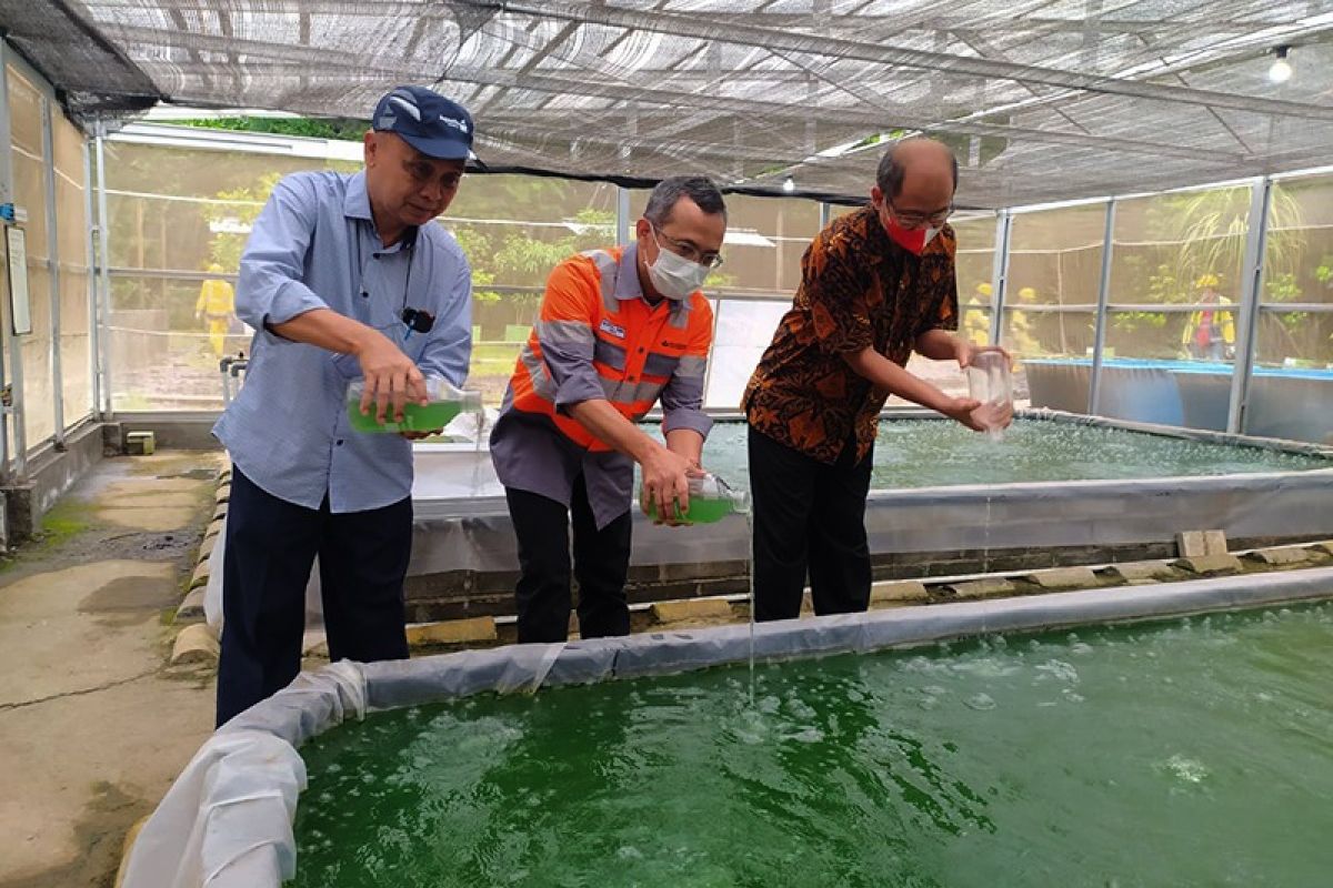 Di Cilacap, Semen Indonesia Group kembangkan mikroalga