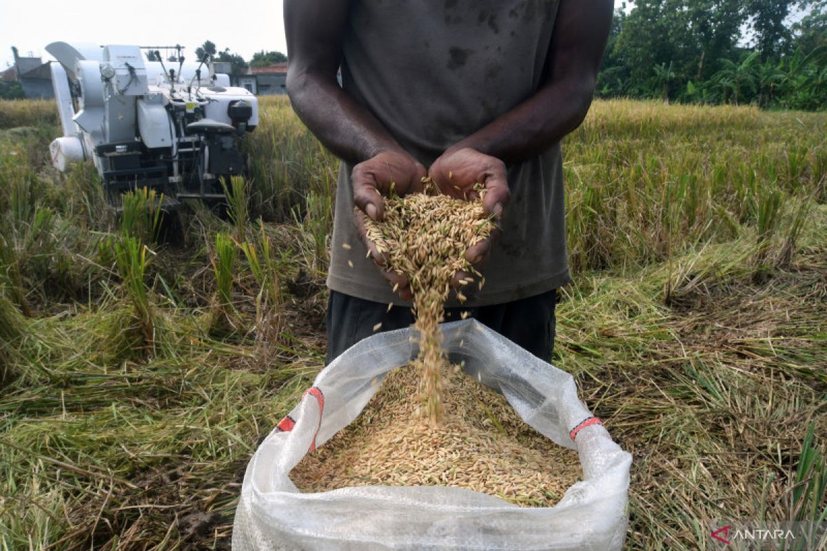 Tanggulangi luas sawah semakin terkikis, Pemkot Bogor jalankan Gerakan Tanam Serempak