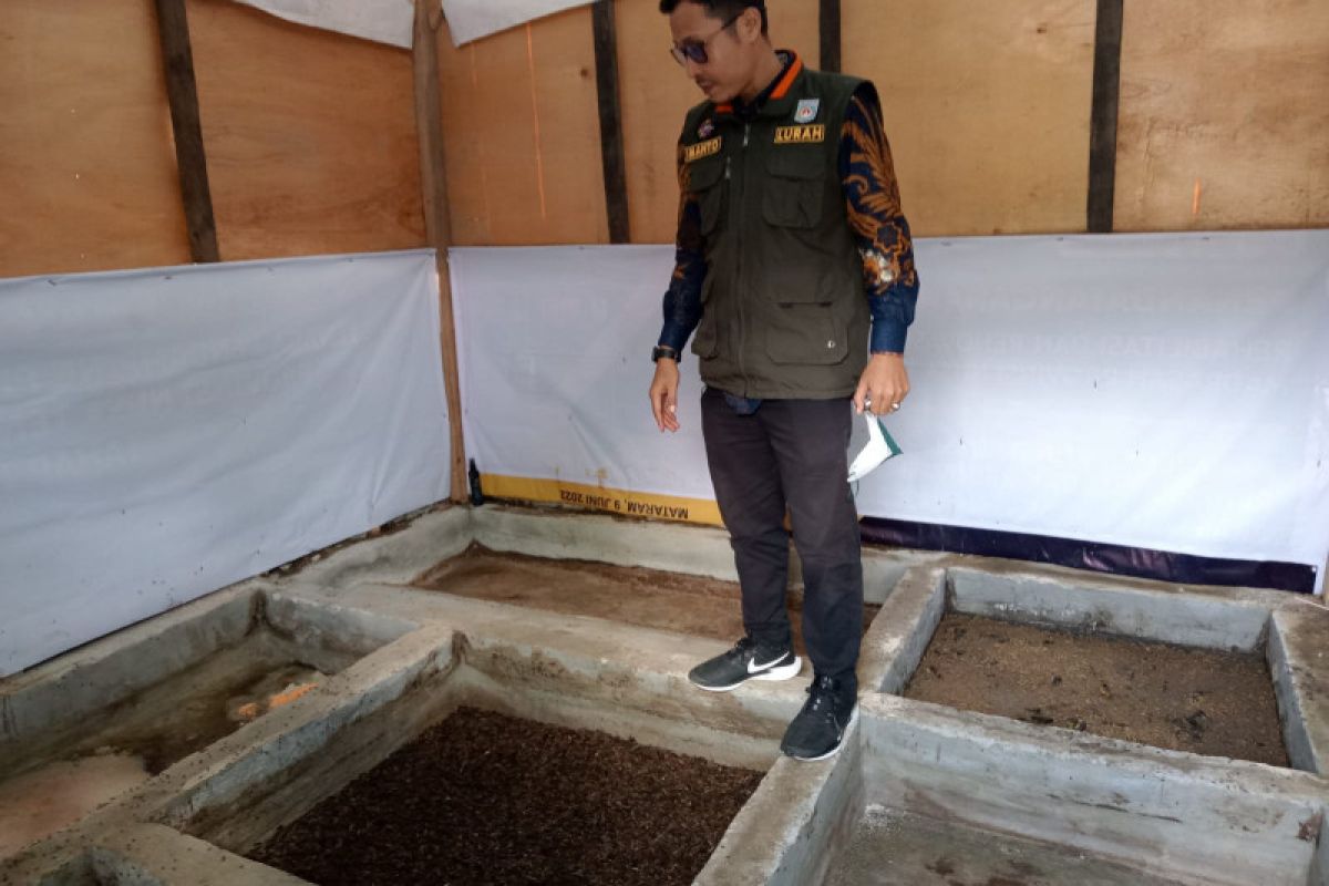 Selaparang Mataram kembangkan maggot kurangi sampah rumah tangga