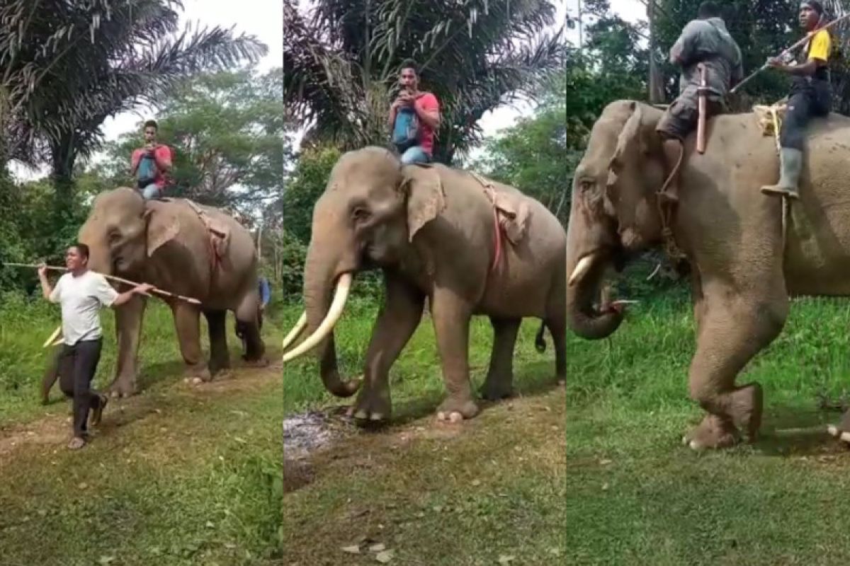 CRU Mila gunakan gajah jinak atasi konflik gajah di Pidie