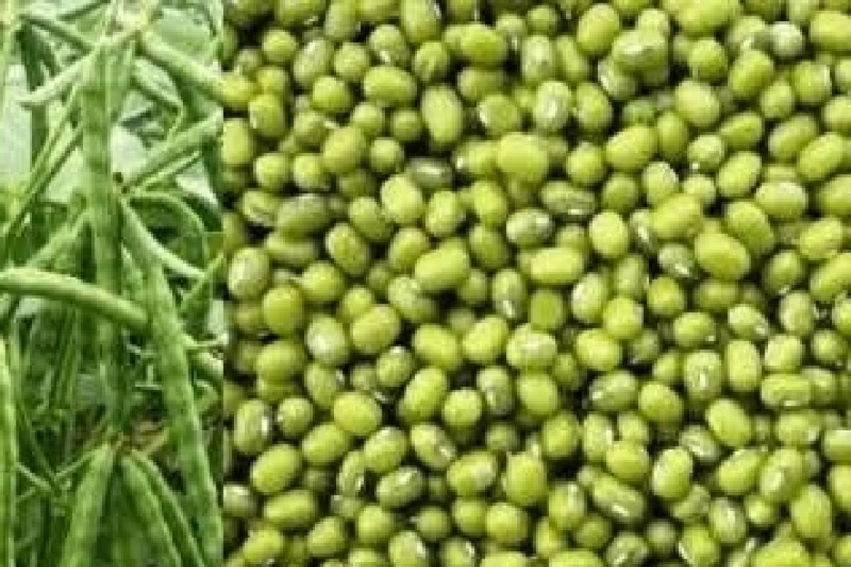 Dinas Pertanian Biak bantu bibit kacang hijau 1,2 ton untuk petani