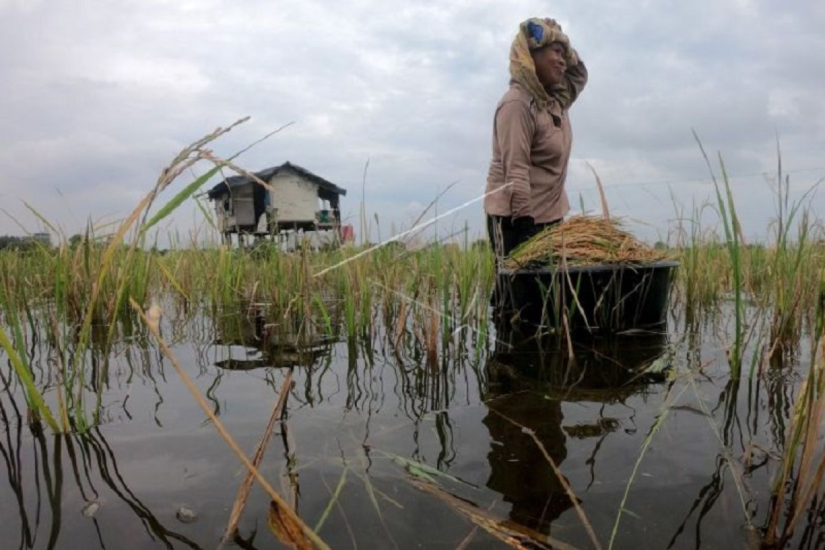 Panen padi terendam luapan Sungai Batanghari