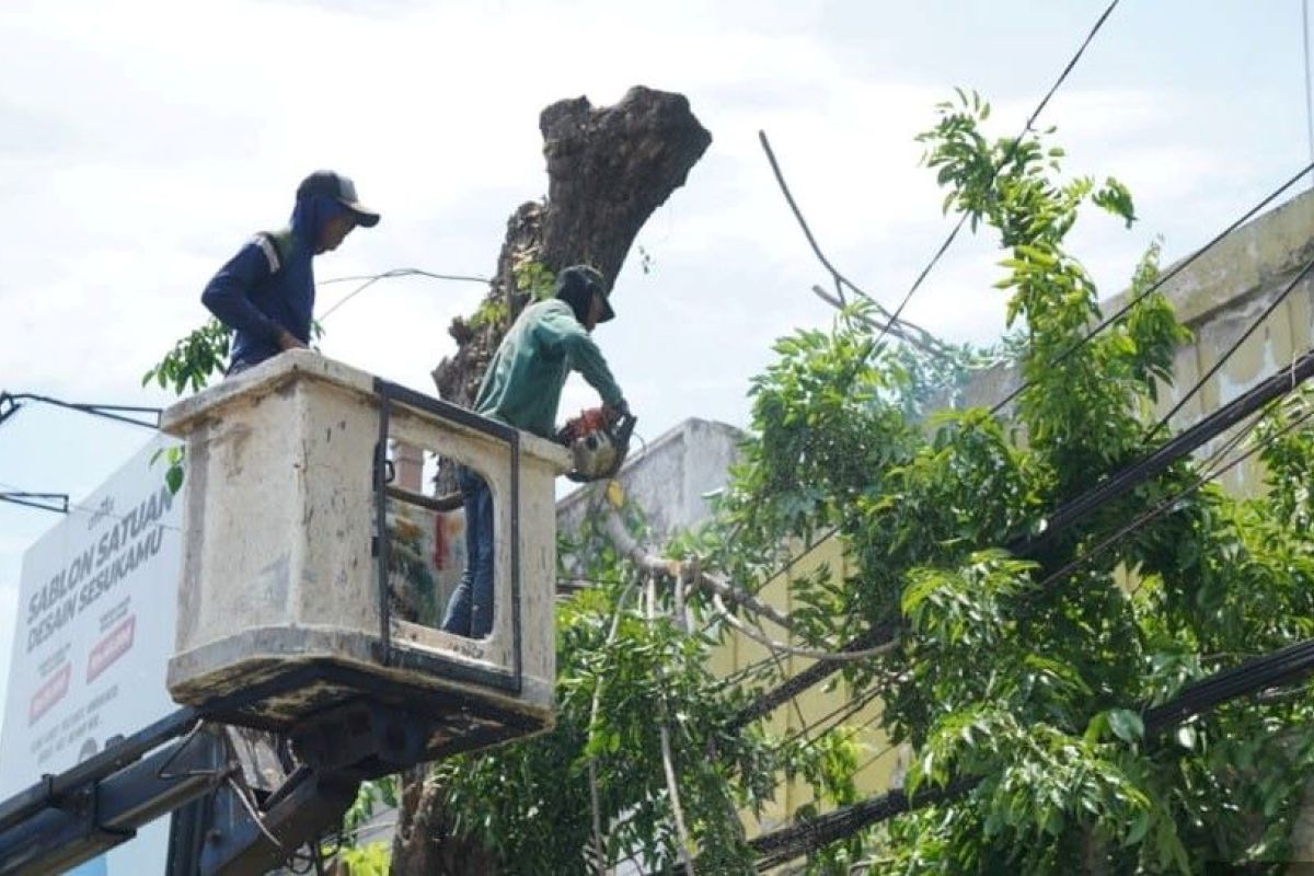Rawan tumbang, sejumlah dahan pohon di Kota Madiun dipangkas