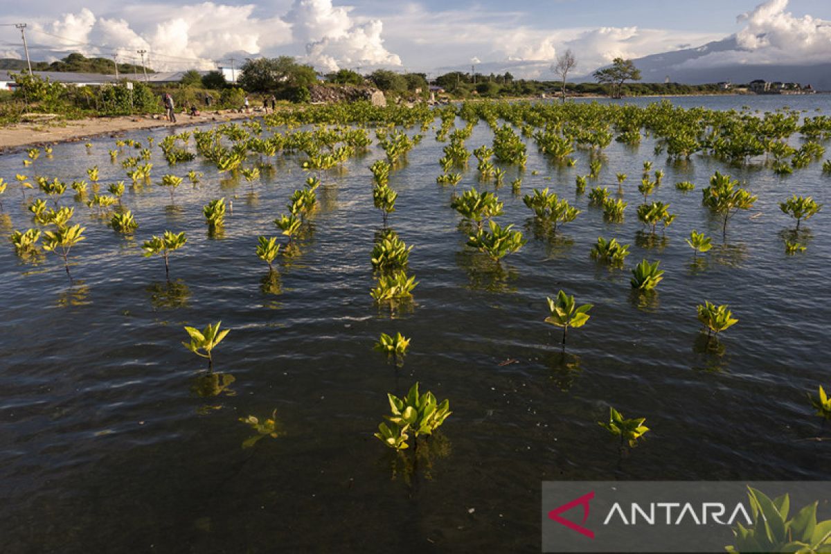 Pemulihan Ekonomi dengan Rehabiliasi Mangrove