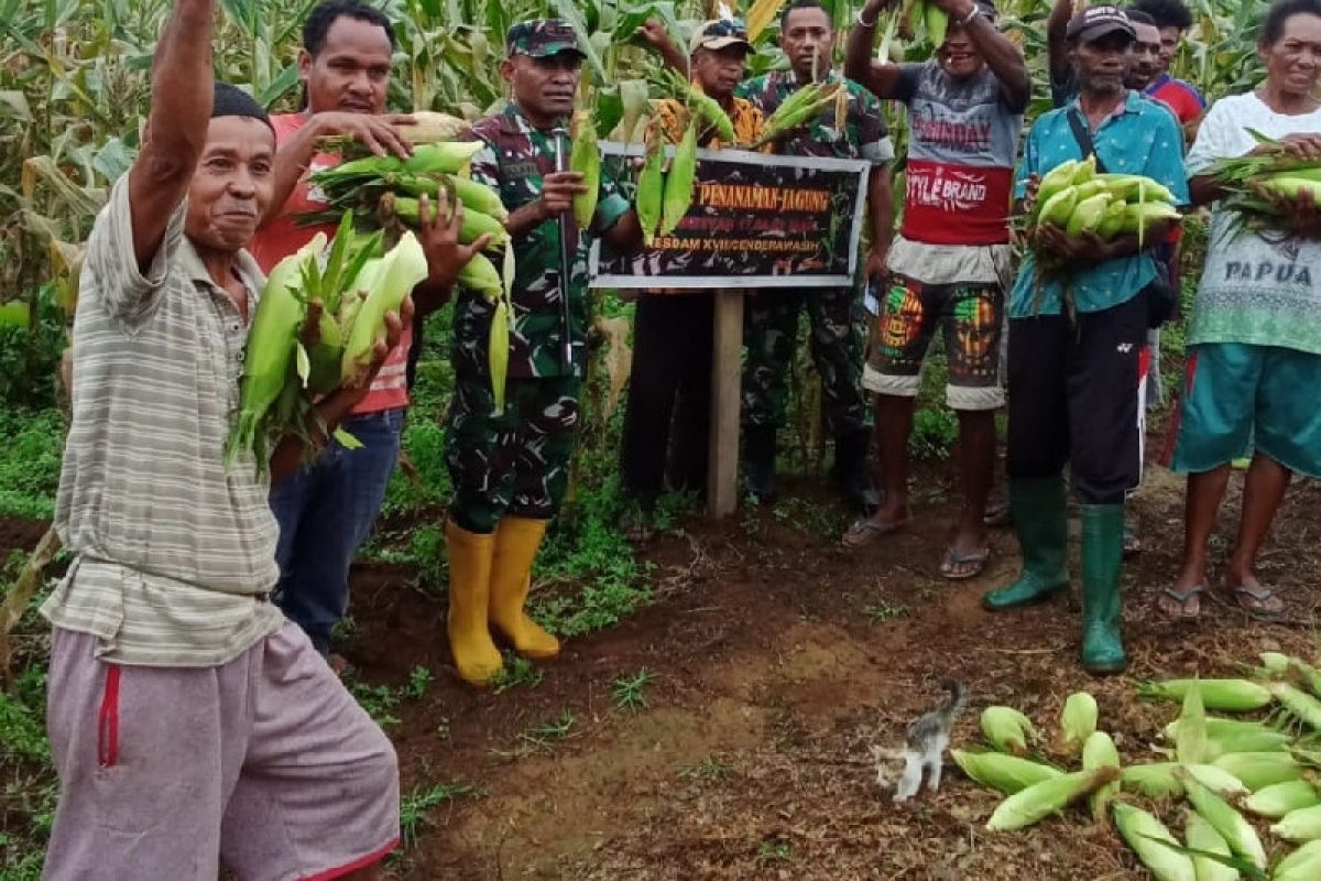 Prajurit Denkesyah Korem 173/PVB panen jagung bersama warga Biak