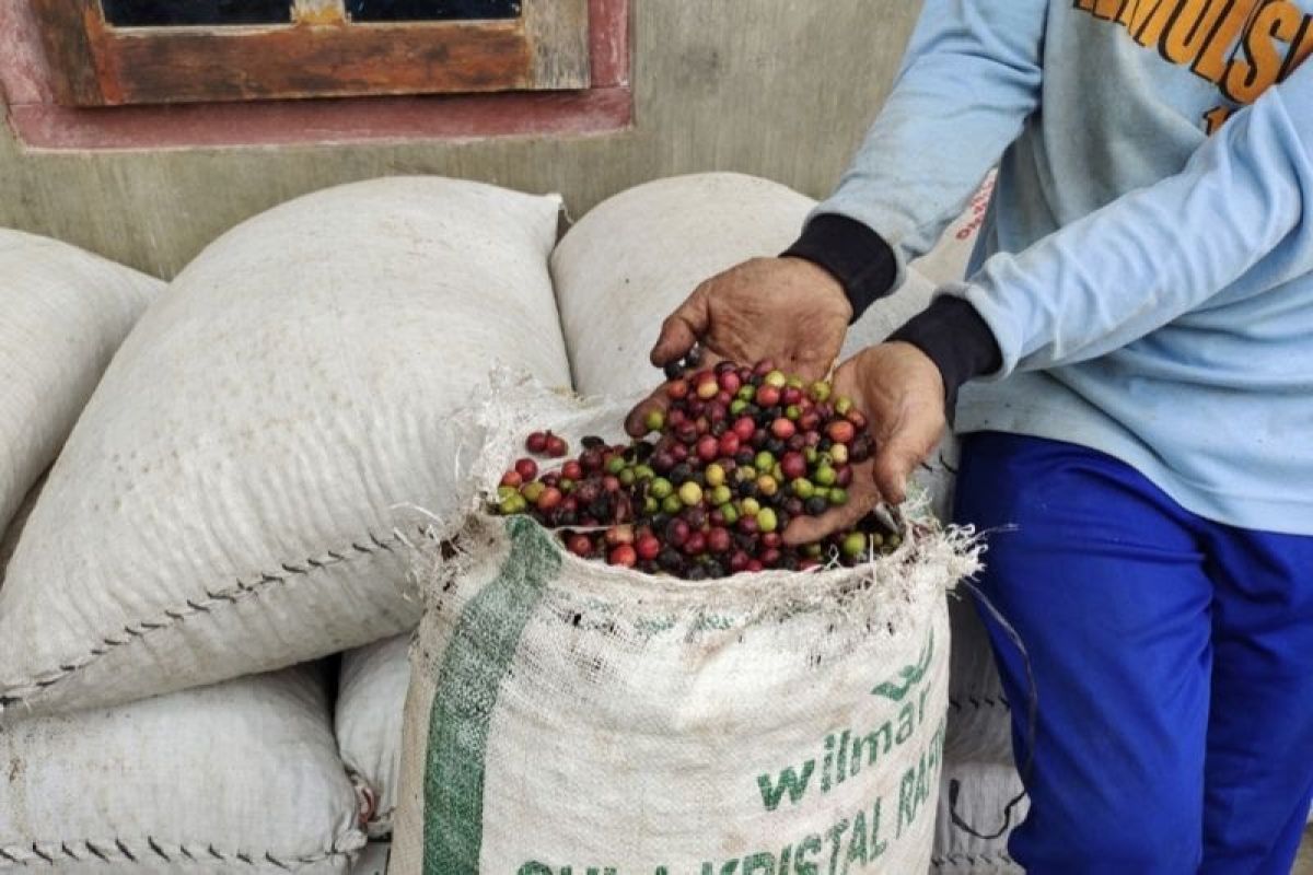 Petani di Ogan Komering Ulu dapat bantuan  10.000 batang bibit kopi