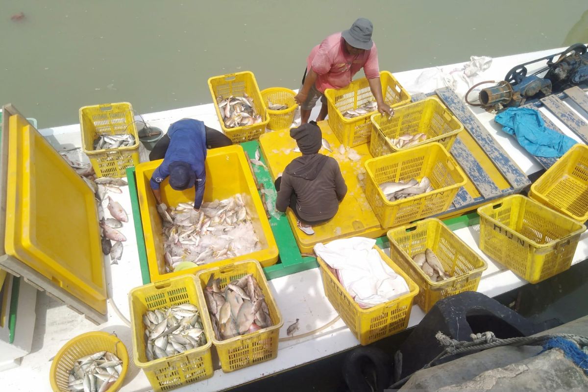 Nilai produksi ikan di Kabupaten Bangka capai Rp79,4 miliar