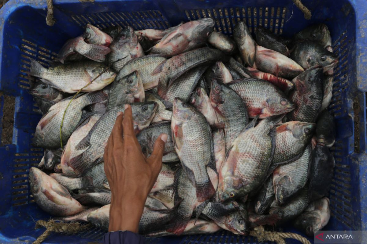 Indonesia begins pilot project to cultivate saline tilapia