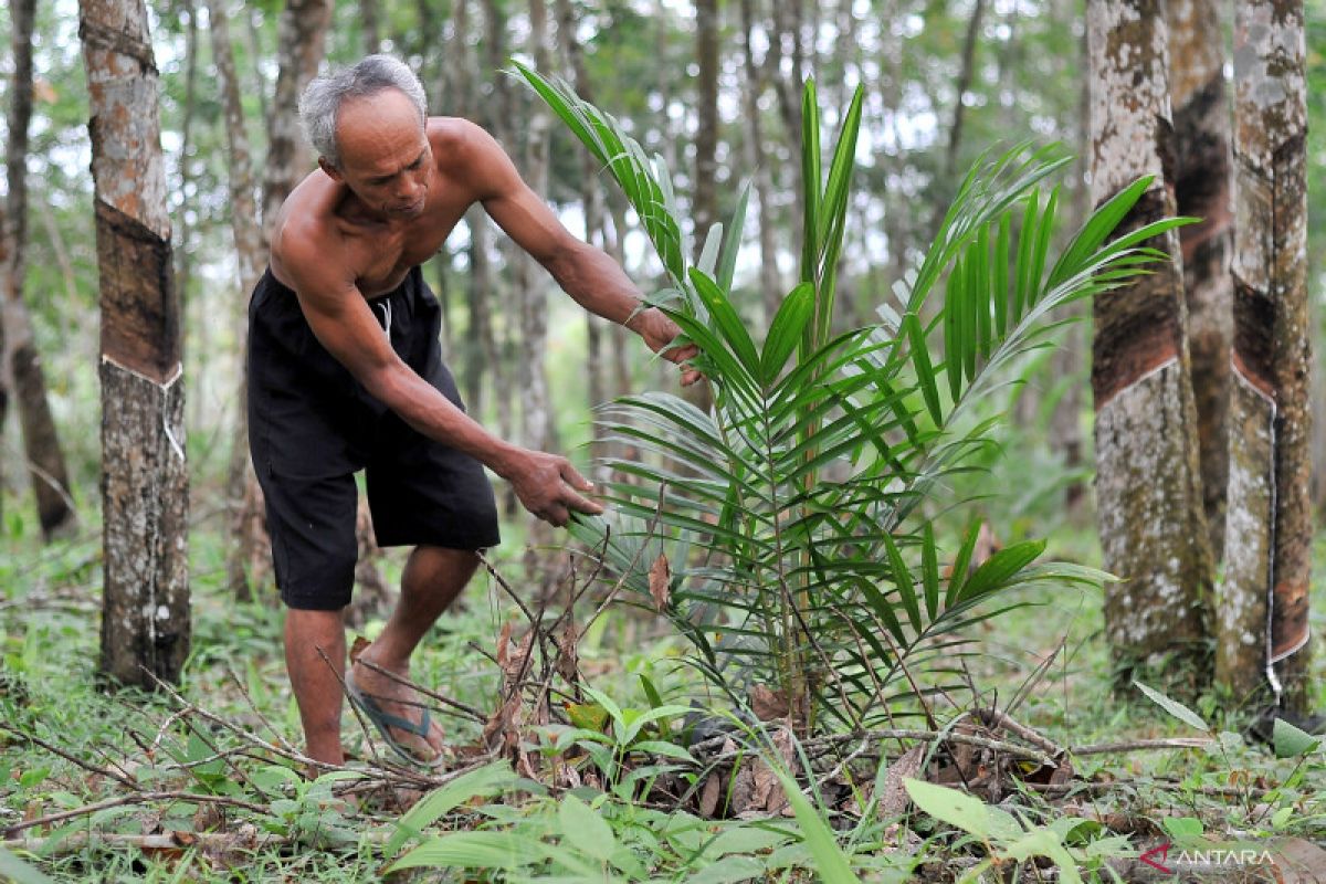 Rejang Lebong kembangkan tanaman sawit dalam lima kecamatan