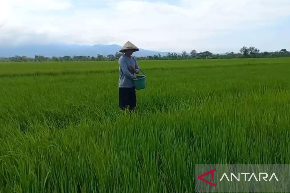 Madiun dapat tambahan kuota pupuk bersubsidi