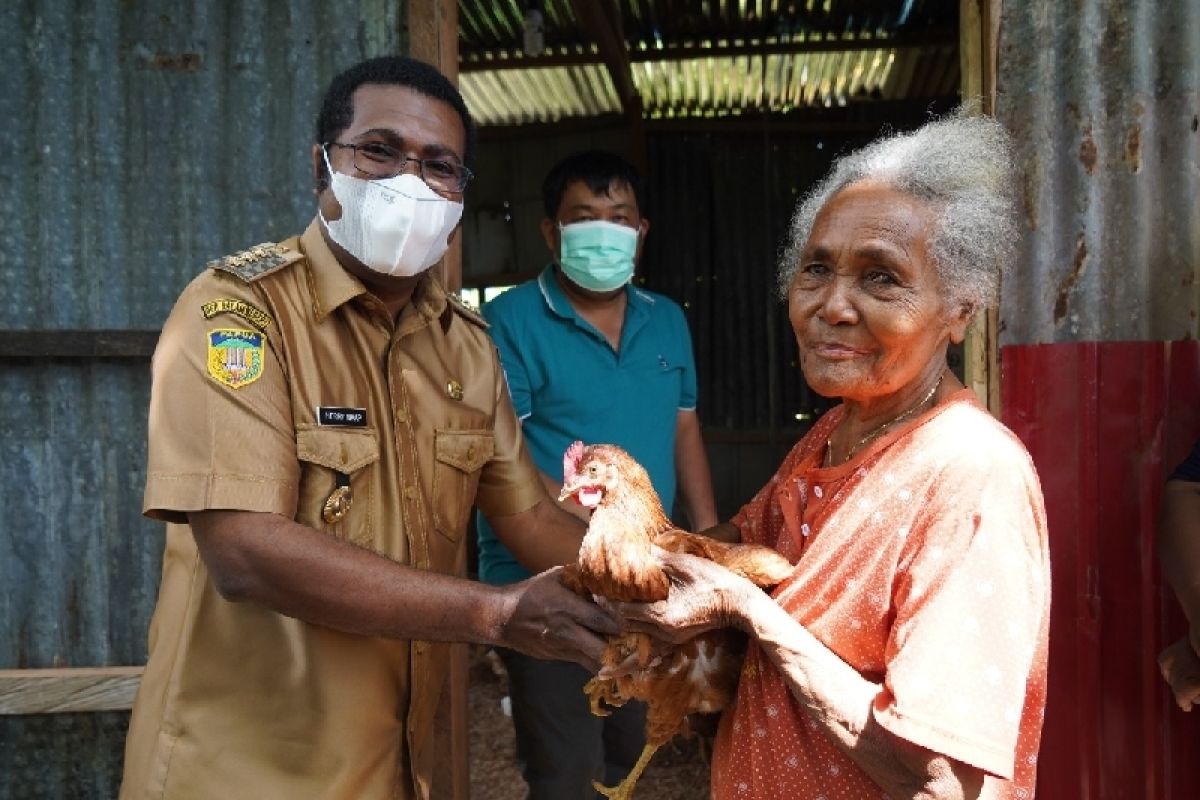 Peternak OAP pasok kebutuhan telur ayam masyarakat Biak Numfor