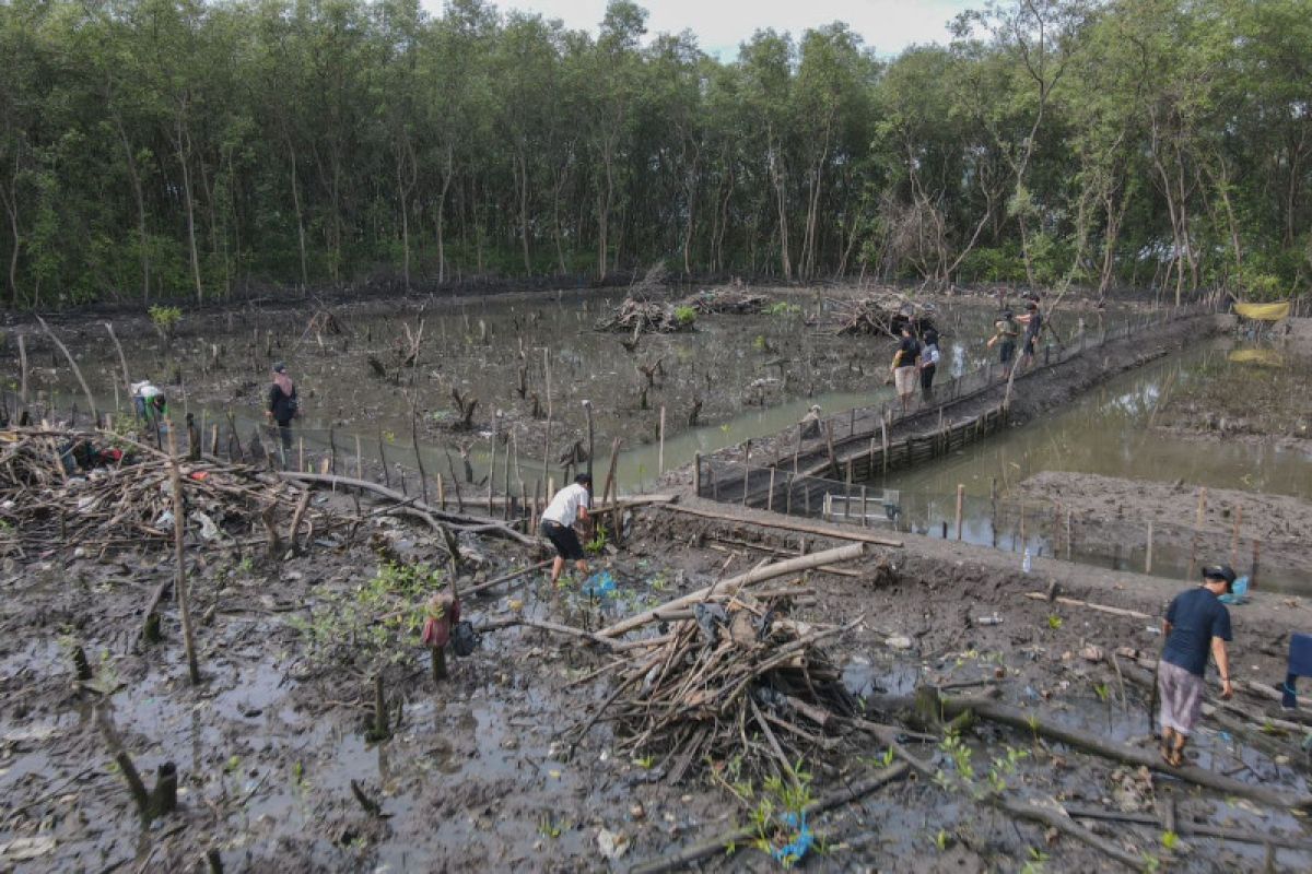 Walhi Lampung lakukan penanaman mangrove di pesisir Bandarlampung
