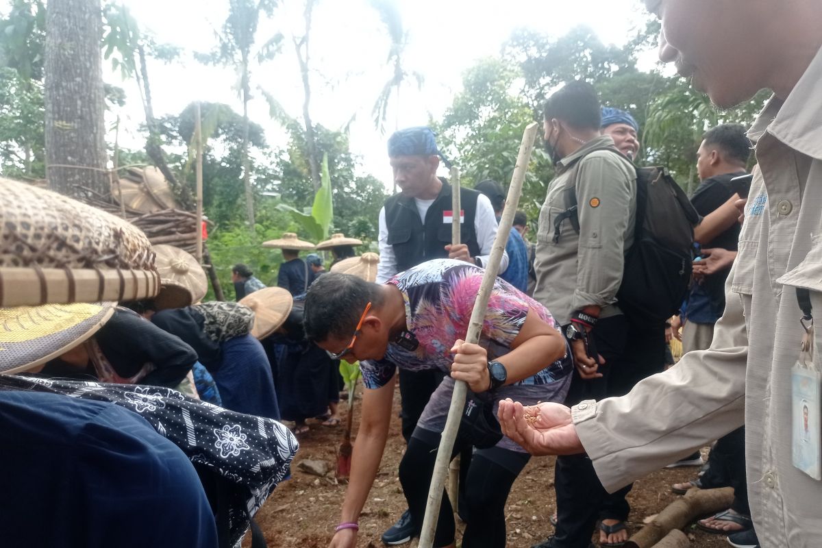 Sandiaga Uno tanam padi huma bersama petani Badui