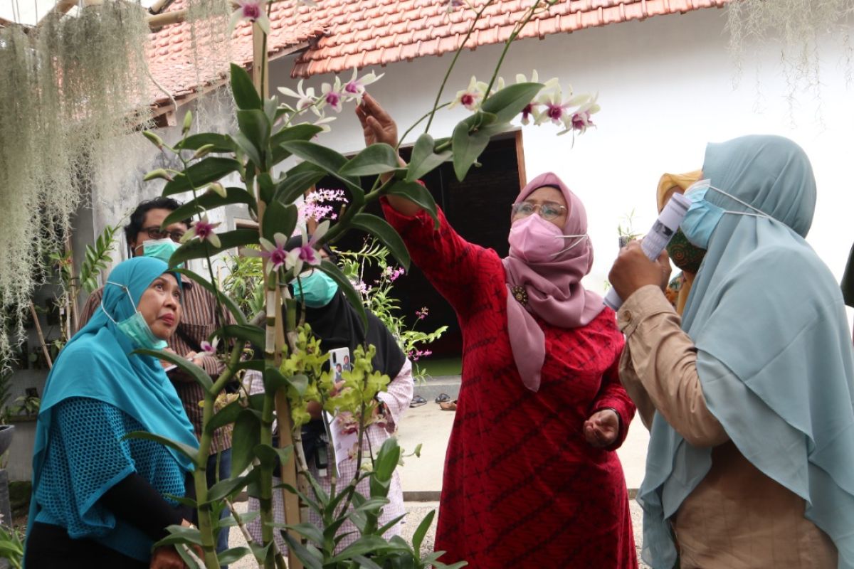 Universitas Jember kembangkan teknologi budi daya anggrek