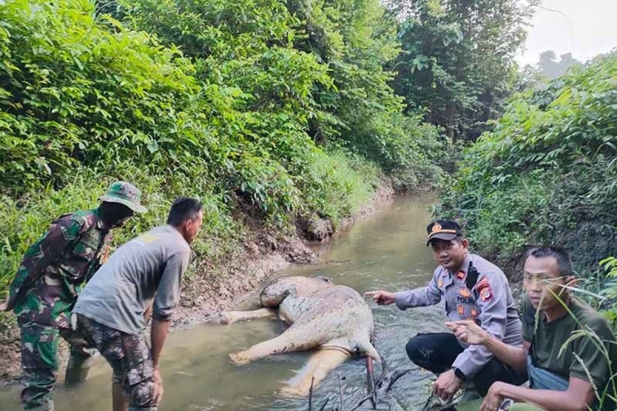 Satu ekor gajah sumatra ditemukan mati di Aceh Timur