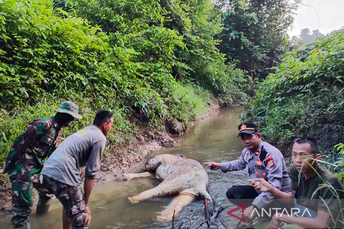 Gajah sumatra ditemukan mati di Aceh Timur