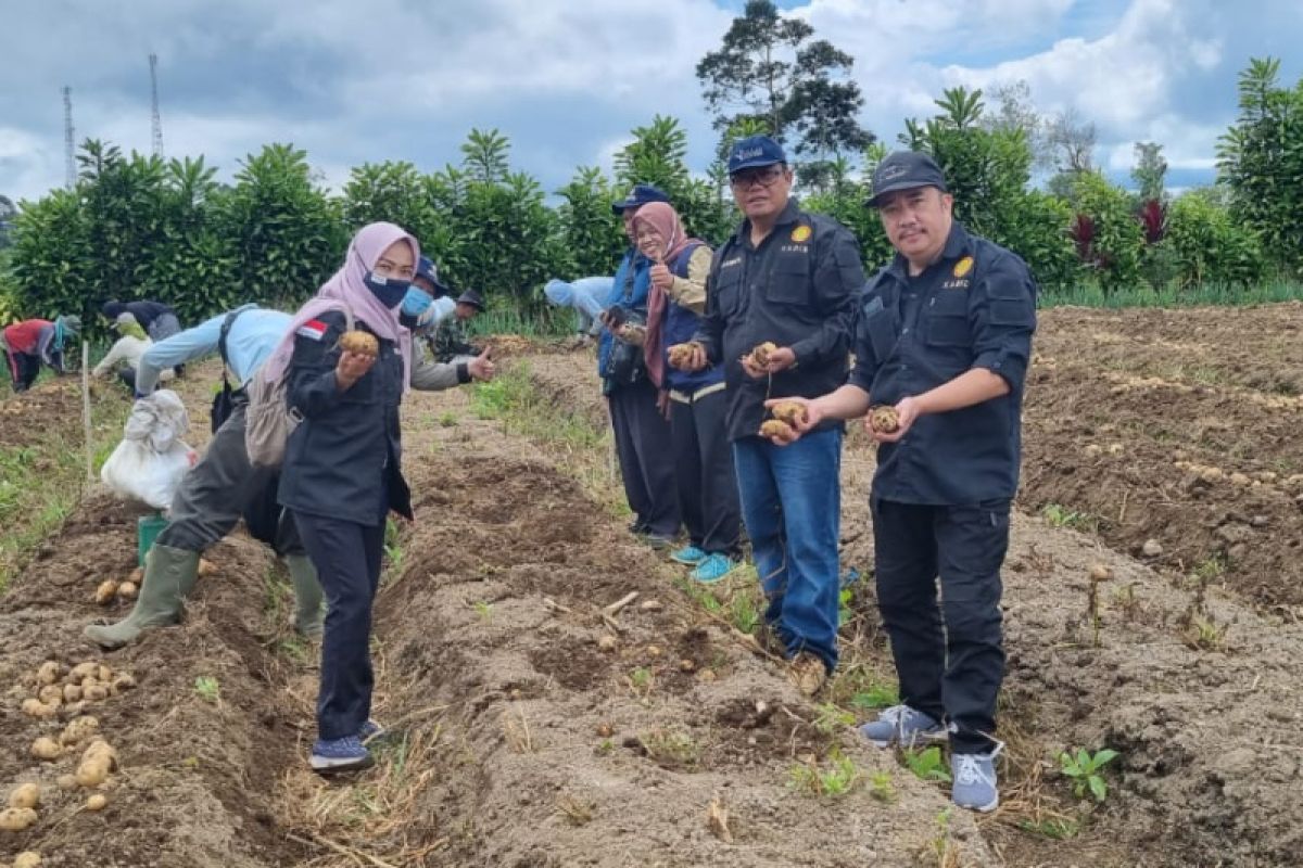 Distankan: Rejang Lebong cocok kembangkan tanaman kentang