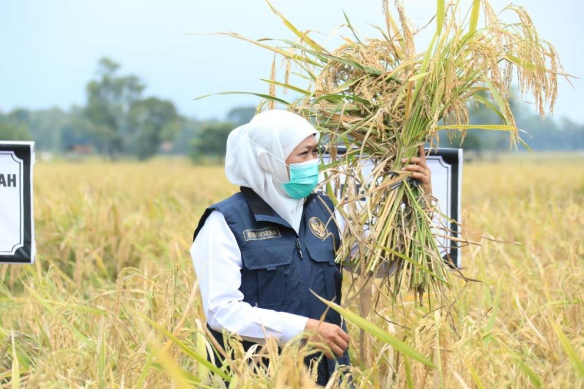 Gubernur Khofifah sebut capaian produksi padi di Jatim terbesar nasional