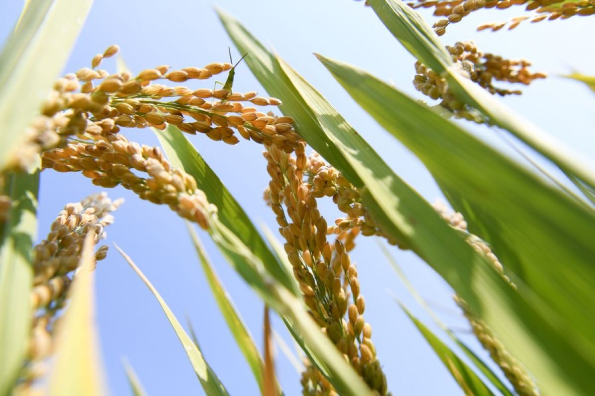 Peneliti tingkatkan panen padi di lahan peragaan pertanian China Timur