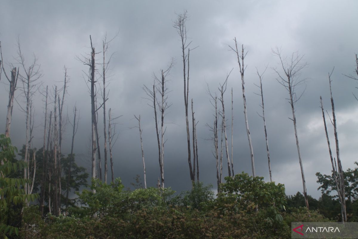 Deforestation triggered landslide in South Sulawesi's Jeneponto: NGO