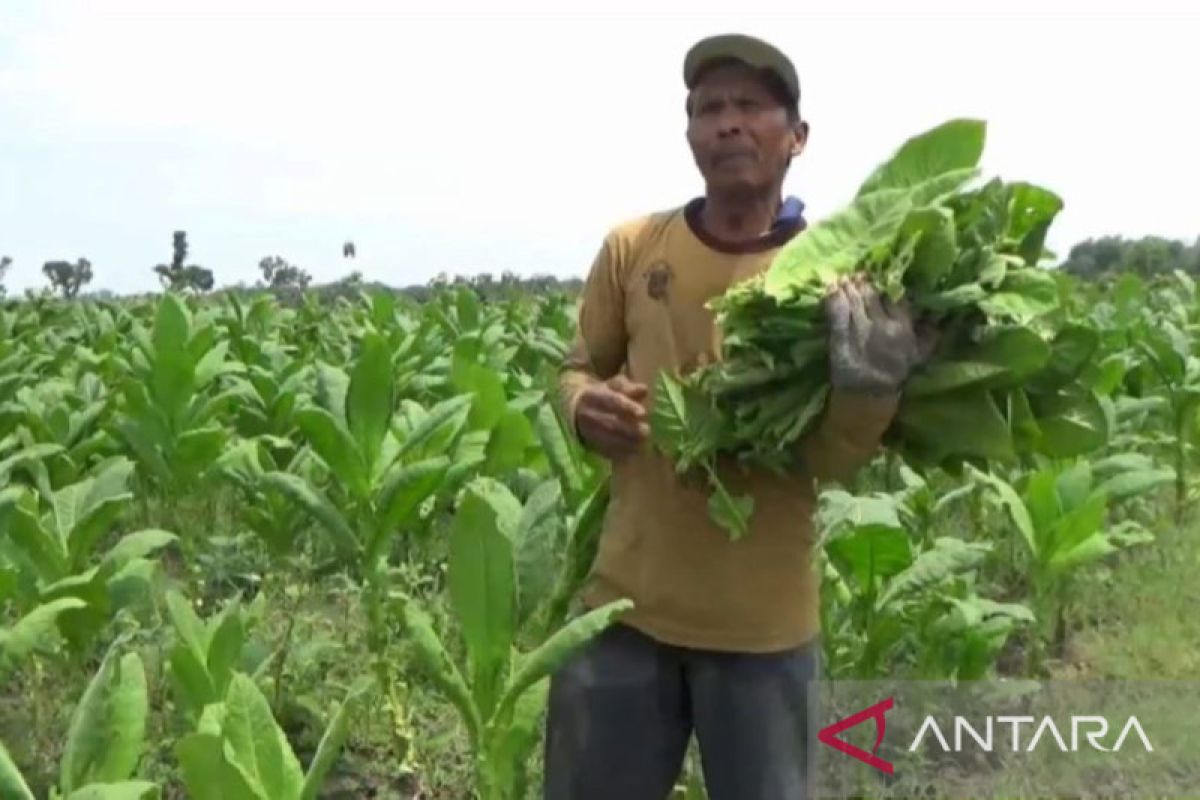 Tanaman tembakau di Ngawi rusak akibat cuaca ekstrem