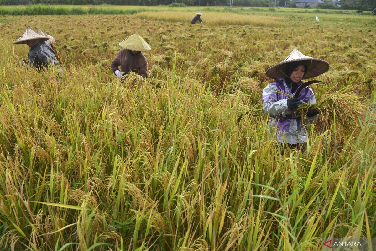 Sempat diserang hama wereng, Produksi padi Pariaman kembali meningkat