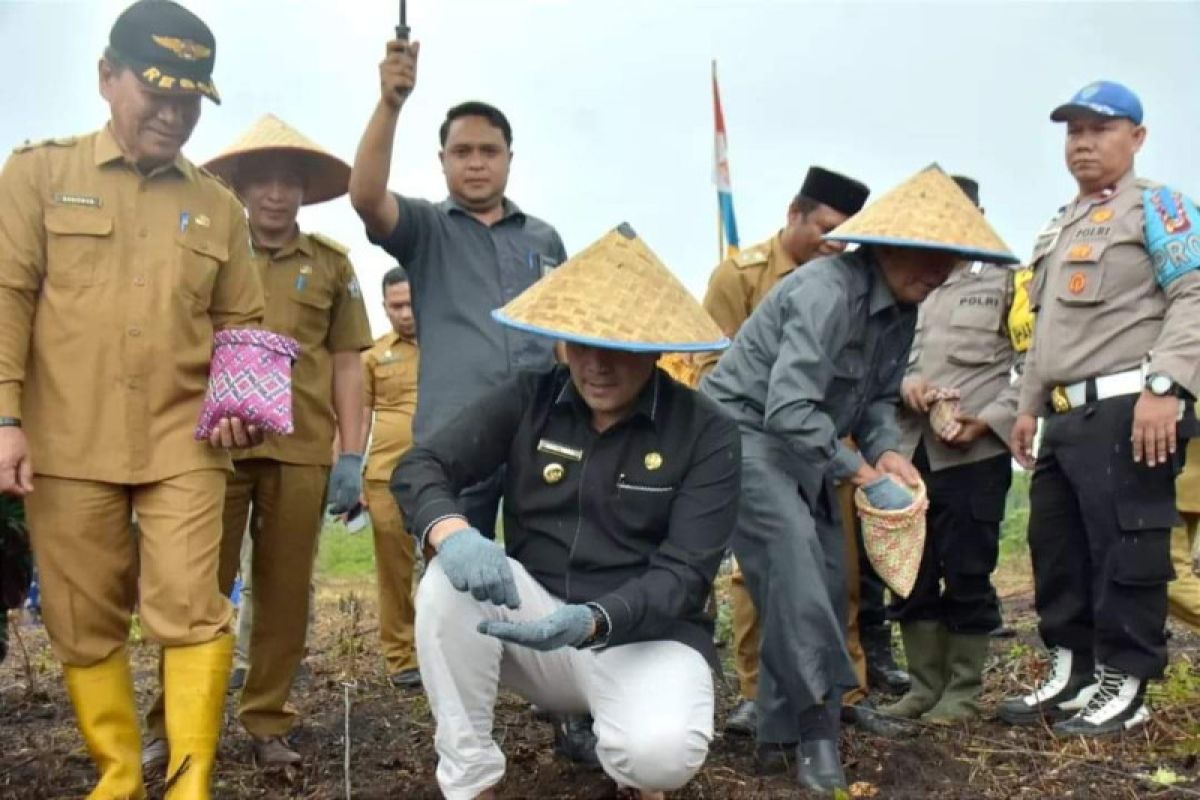 Bener Meriah galakkan tanam jagung hibrida