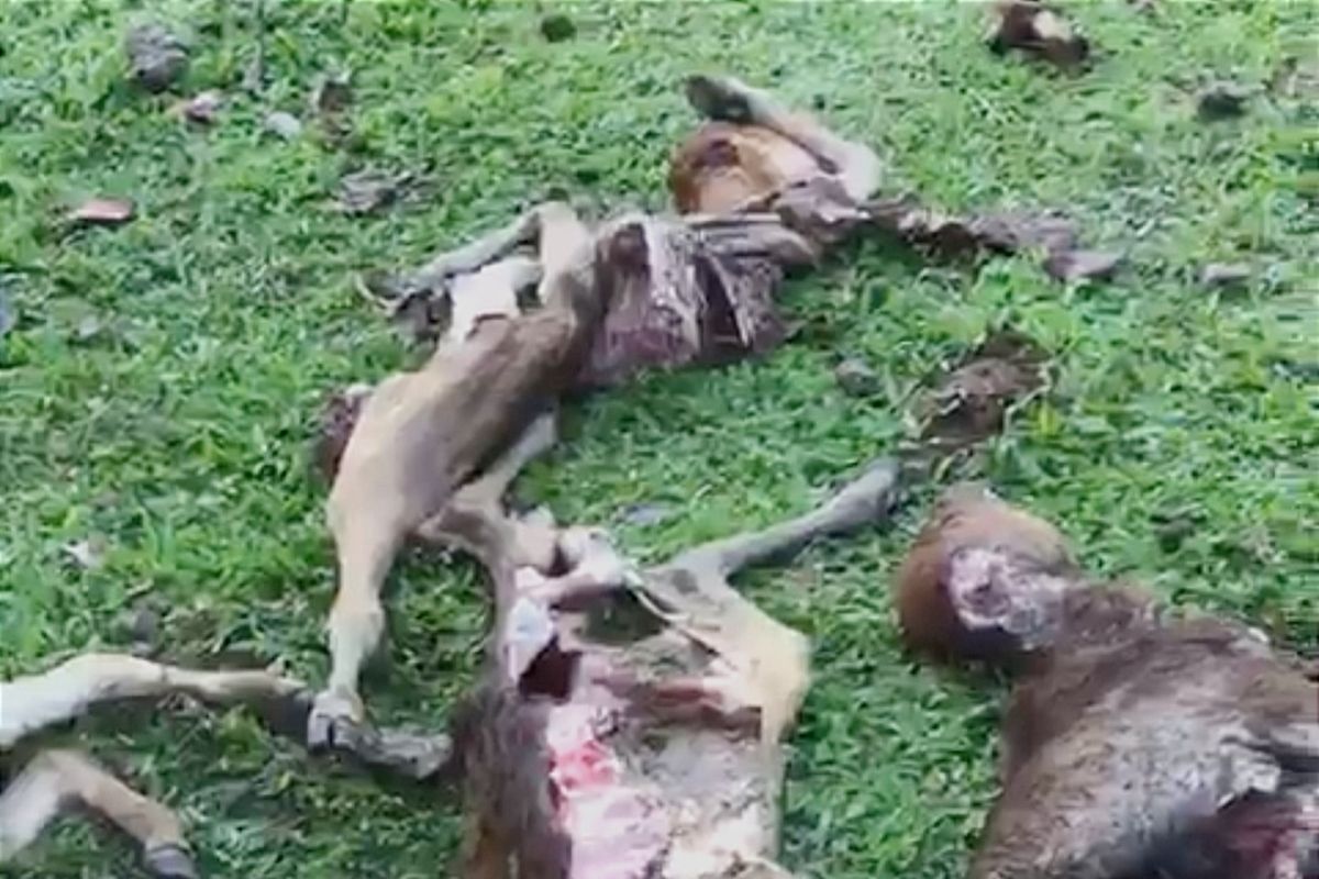 Hewan ternak yang mati mengenaskan di Aceh Besar dipastikan dimangsa anjing hutan