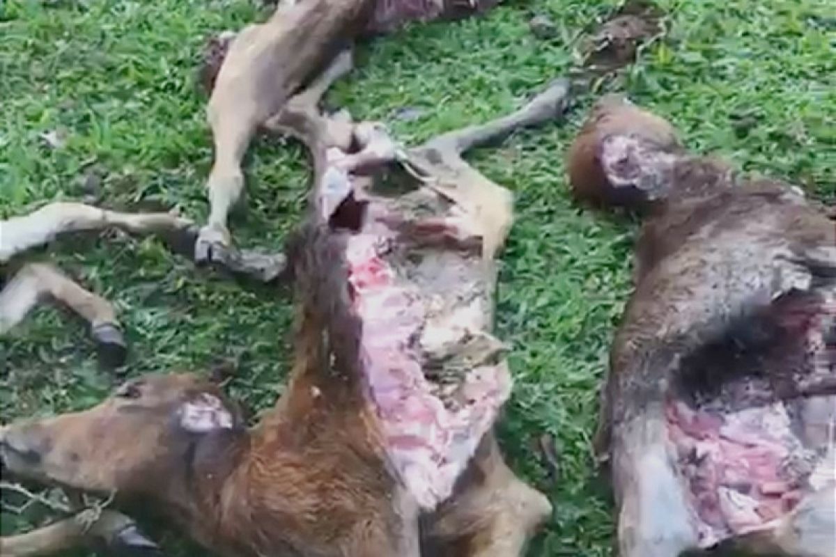 Pemerintah pastikan hewan ternak warga di Aceh dimangsa anjing hutan
