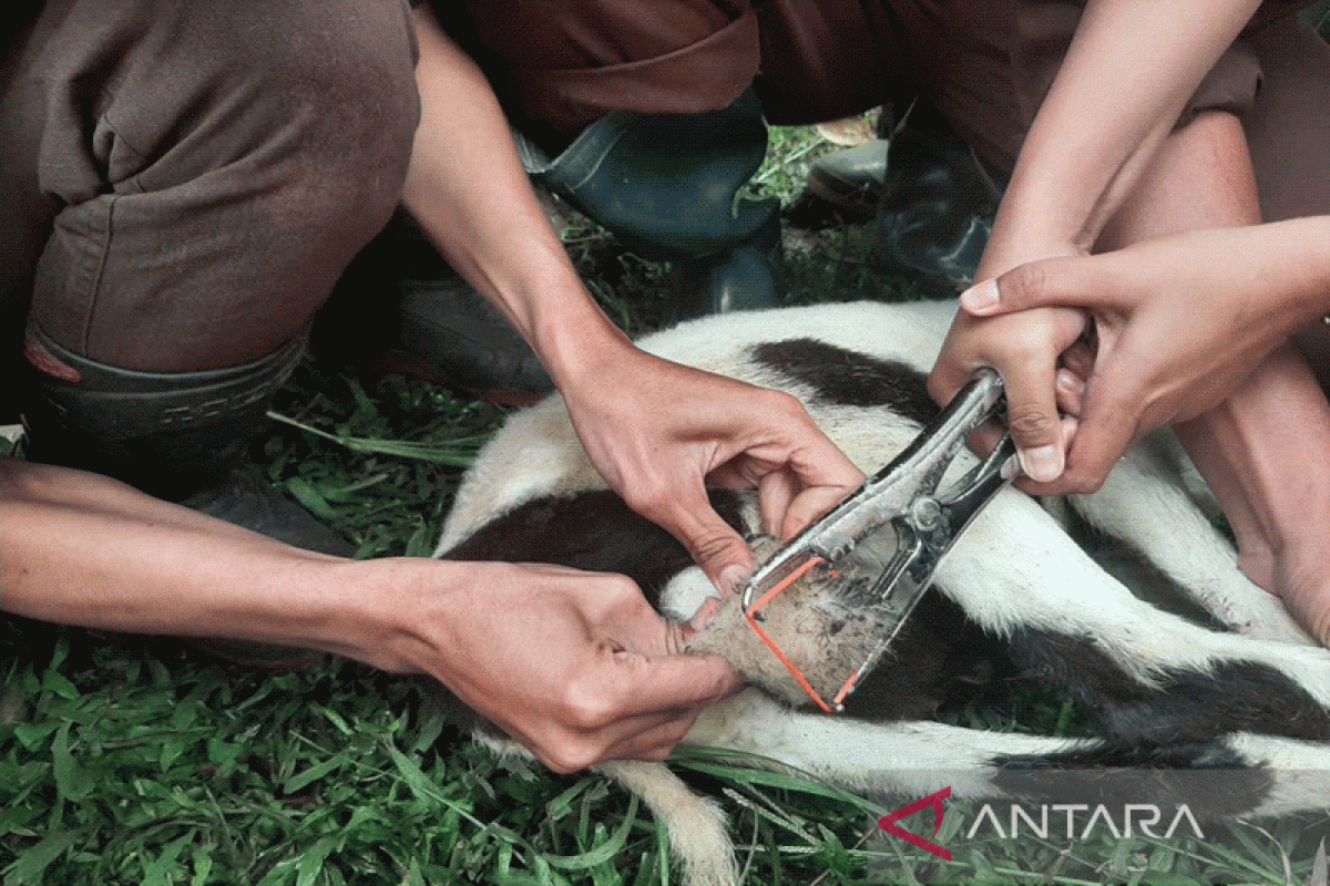 Uji kompetensi, mahasiswa Keswan Polbangtan mahir kastrasi domba