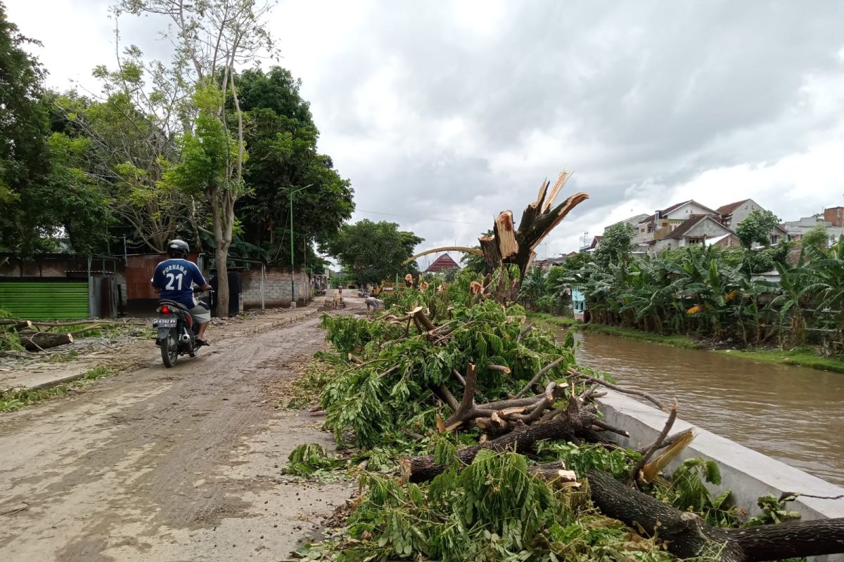 Pemkot Mataram menanam pohon tabebuya di pinggir Sungai Jangkuk