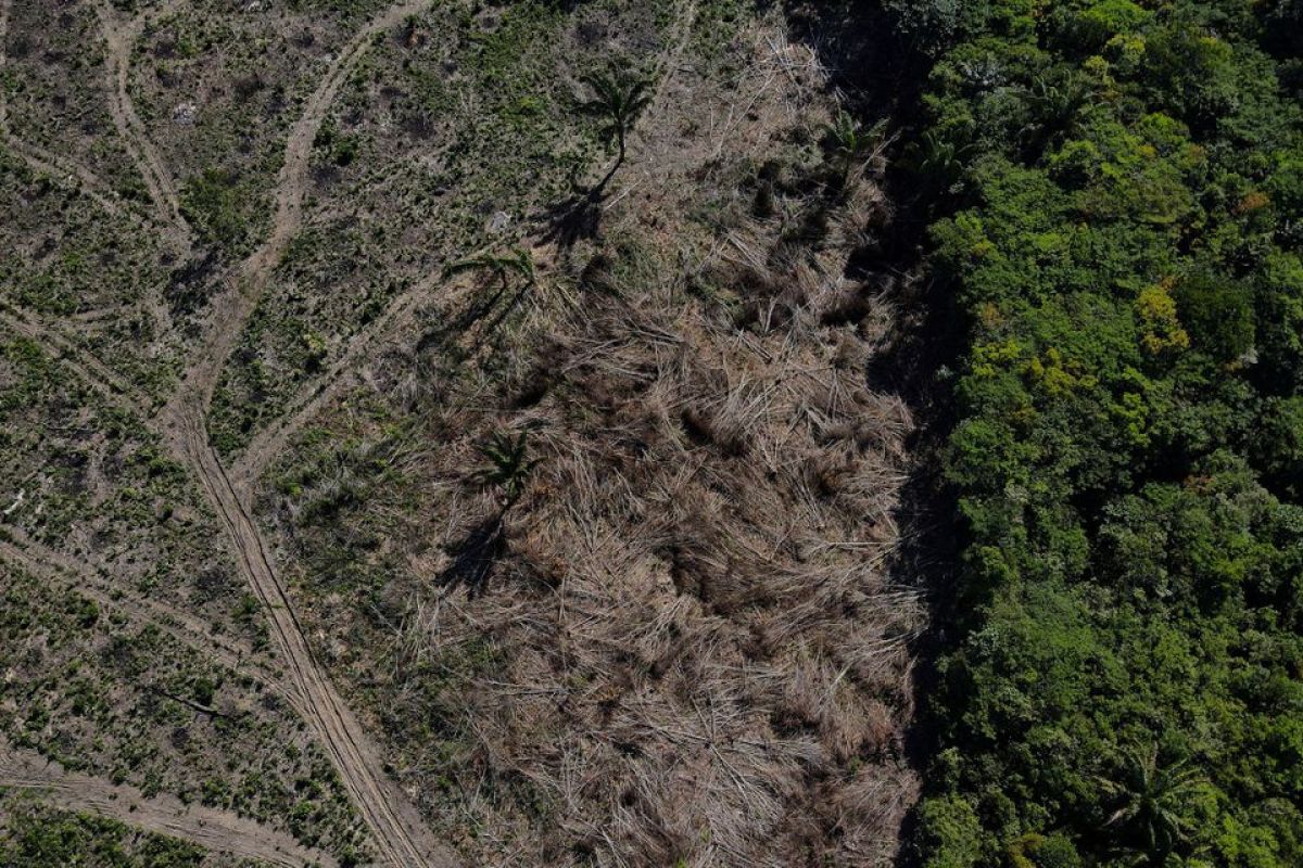 Laporan: Perusahaan keuangan top dunia terus picu deforestasi