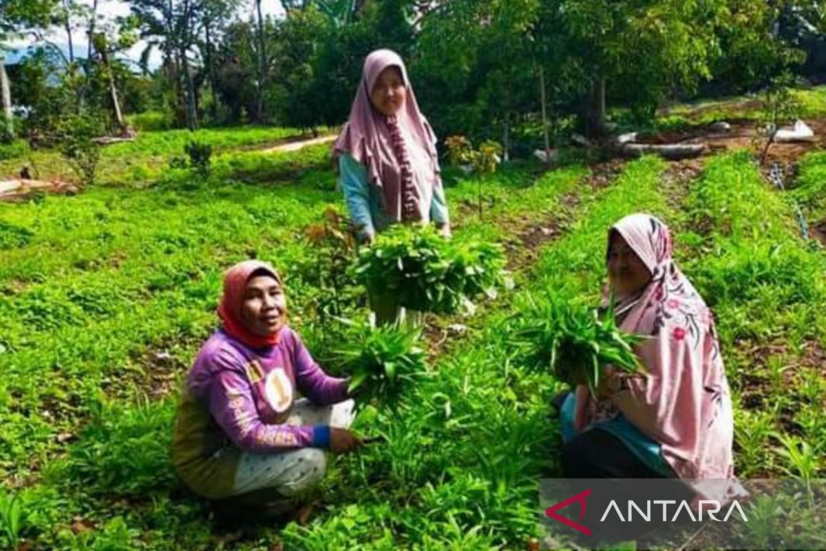 Kelompok binaan pabrik AQUA Solok berhasil kembangkan pertanian ramah lingkungan