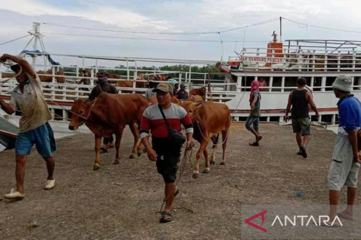 Pemprov Babel datangkan 1.500 sapi potong dari Lampung