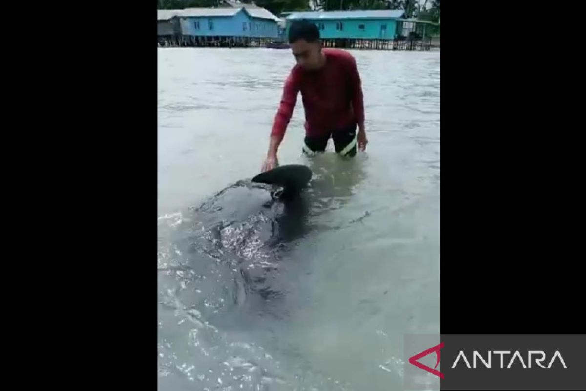 Warga Natuna selamatkan paus terdampar di Pulau Laut