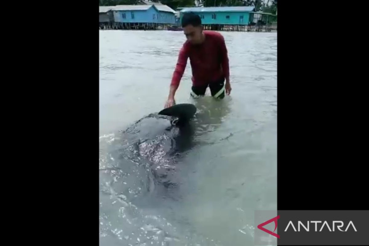 Warga selamatkan paus terdampar di Pulau Laut Natuna