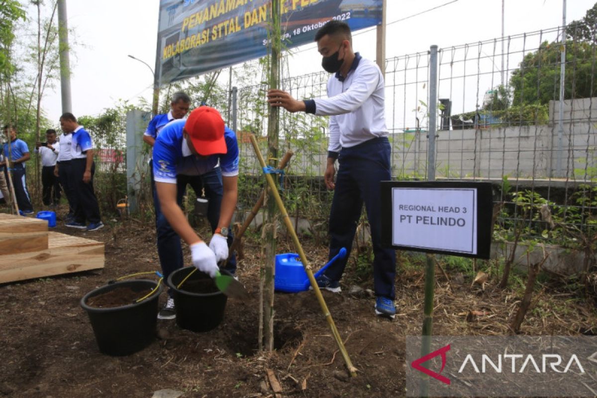 Pelindo dan STTAL tanam ratusan pohon bambu