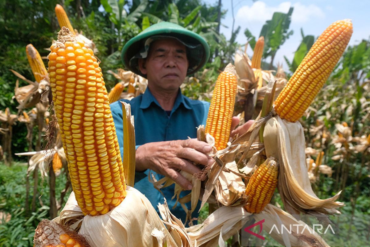 Pemerintah naikkan HAP jagung jadi Rp4.200