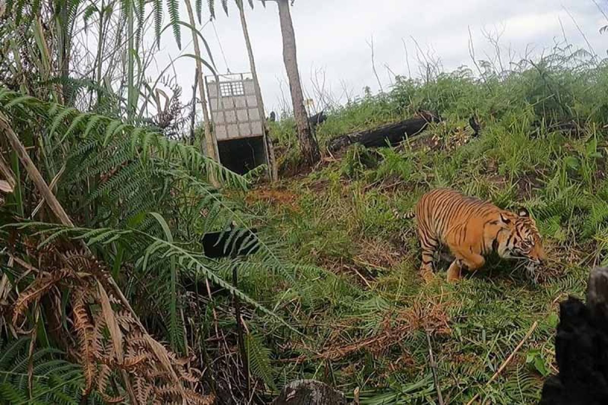 Female tiger released into protected forest in Aceh's Gayo Lues