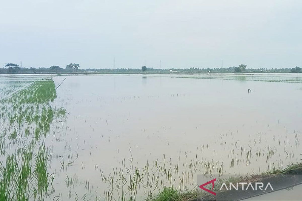 2.834 hektare tanaman padi di Aceh Utara alami puso karena banjir