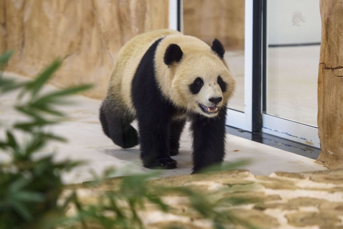 Panda raksasa China tiba di Qatar