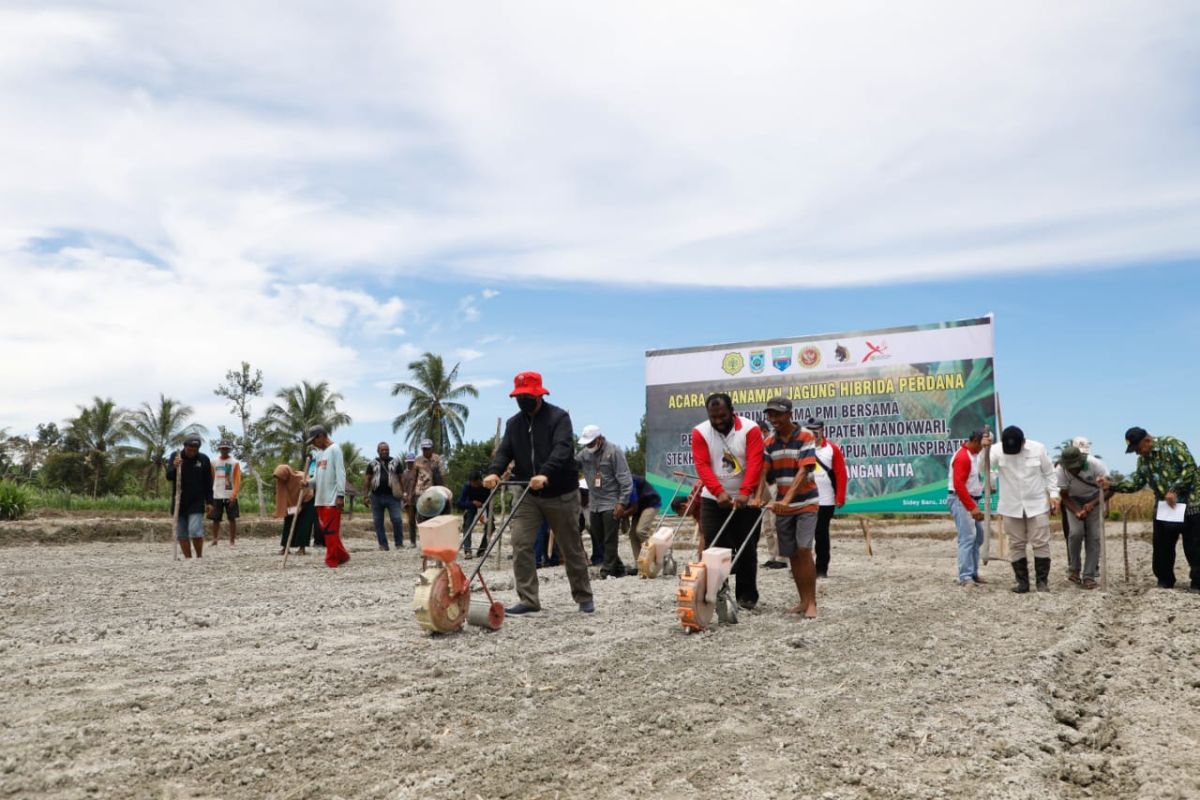 Petani Milenial Papua Barat tanam jagung hibrida di Distrik Sidey