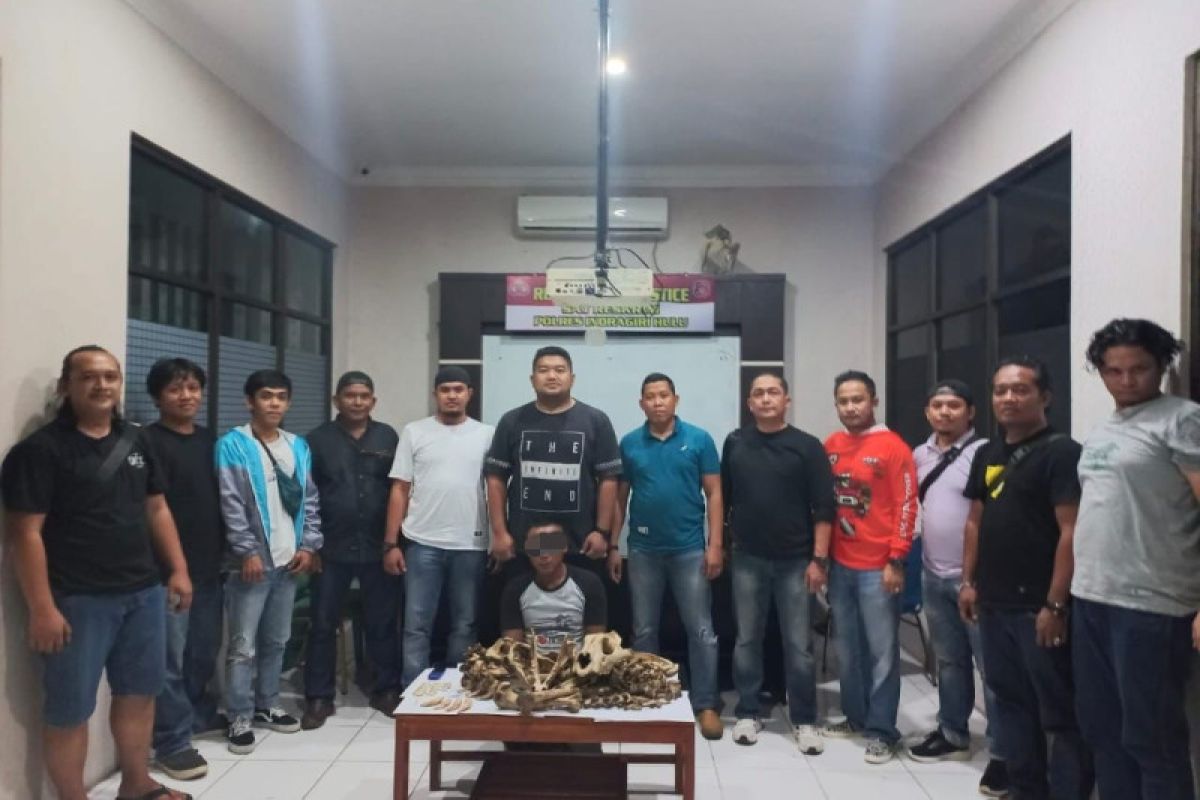 Nyamar jadi pembeli, polisi bekuk penjual tulang harimau sumatera